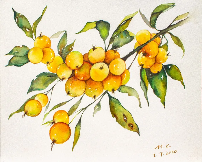 Yellow Fruit Study